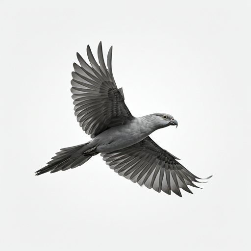 A tropical bird in full flight, wings spread wide against a clean light background.